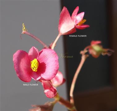  Male and Female Flowers